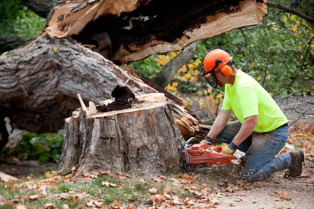 Best Tree Disease Treatment  in Clifton, TN